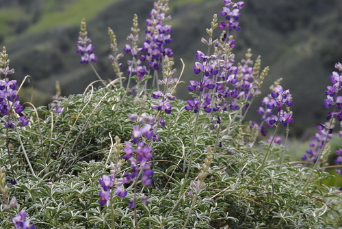 Lupinus albifrons