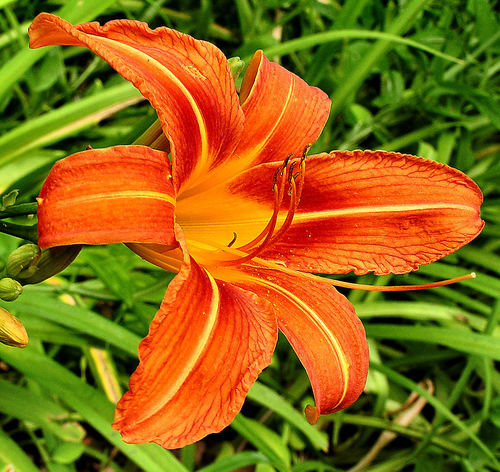 Lirio Asiático Naranja (Hemerocallis fulva) · NaturaLista Mexico