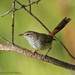 Chestnut-rumped Heathwren - Photo (c) Chris Munson, all rights reserved, uploaded by Chris Munson