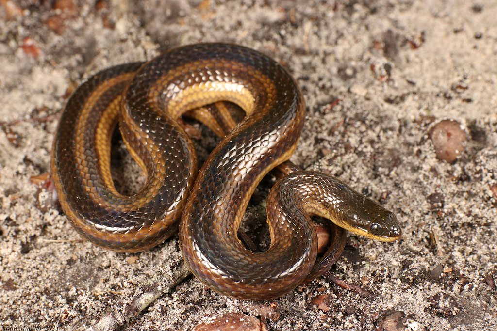 Striped Swampsnake (Liodytes alleni)