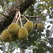 Durian - Photo (c) ruminatus1, all rights reserved, uploaded by ruminatus1