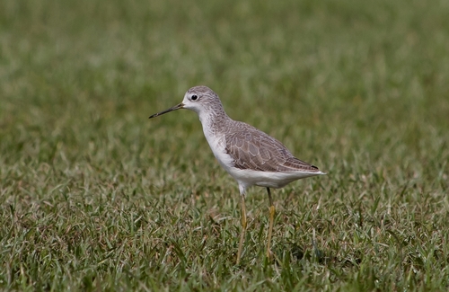 Marsh Sandpiper