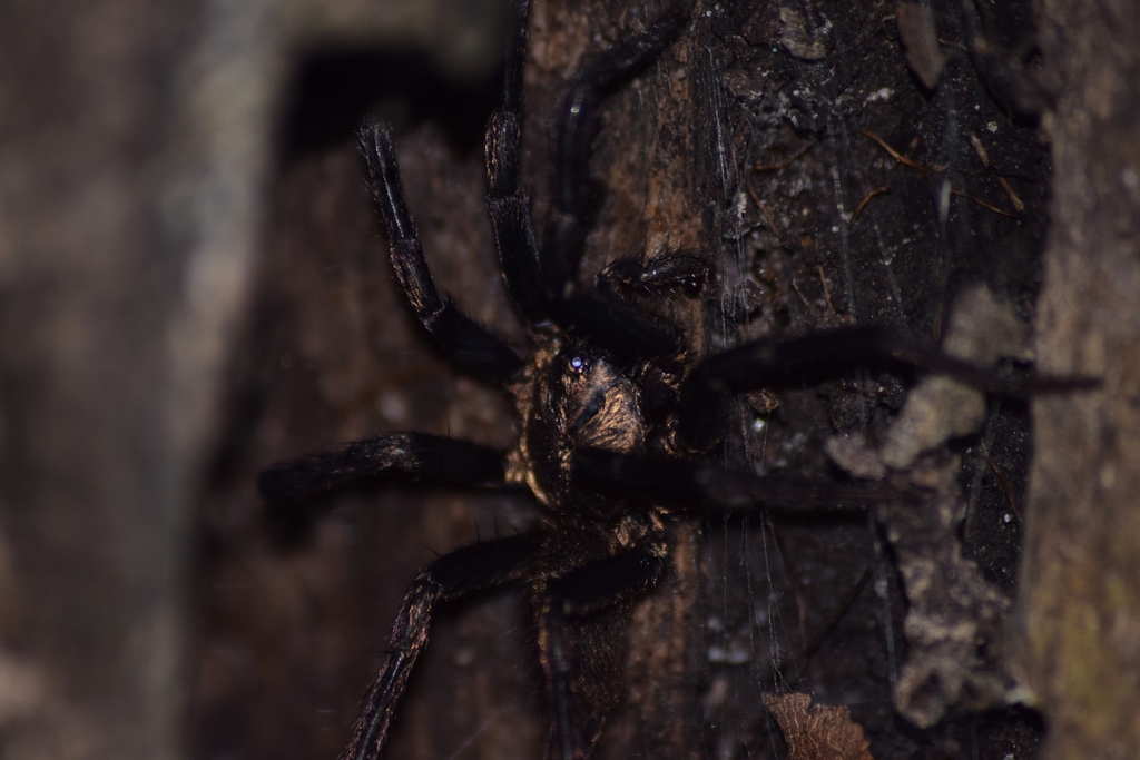 Curtain-web Spiders from Orosco Rd, Trinidad and Tobago on March 3 ...