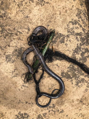 Ornate African Water Snake