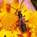 Escarabajo Soldado - Photo (c) Hugo van Vliet, todos los derechos reservados, subido por Hugo van Vliet