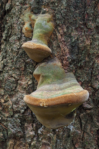 Fomitiporia hartigii