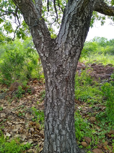 Cusi Oak