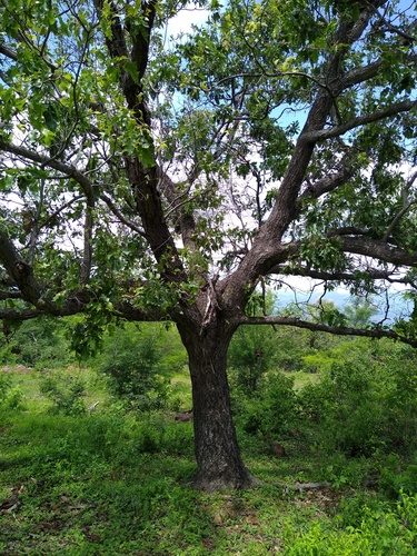 Cusi Oak