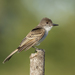 Puerto Rican Flycatcher - Photo (c) Chris Burney, all rights reserved, uploaded by Chris Burney