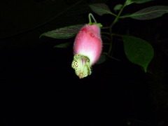 Kohleria affinis image