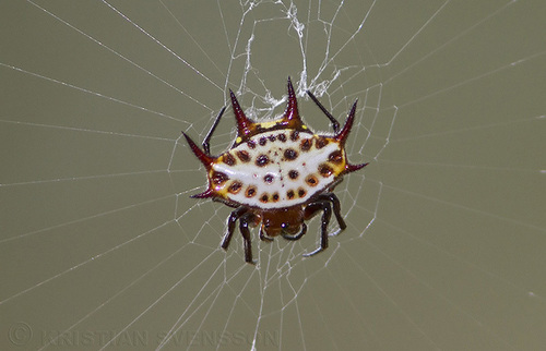 Gasteracantha curvispina