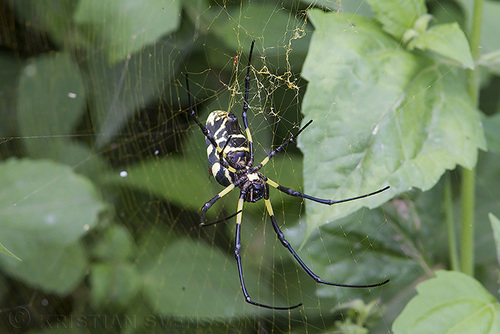 Trichonephila turneri
