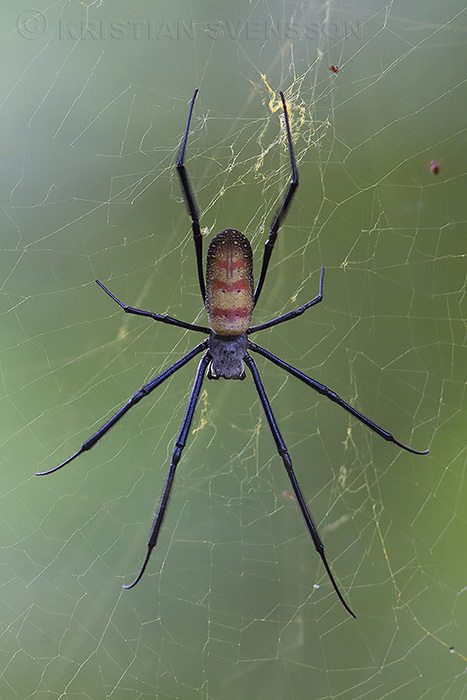 Golden Orbweavers from Kalakpa RR, Ghana on November 27, 2013 by ...