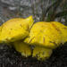 Buchwaldoboletus hemichrysus - Photo 由 Chris Whitehouse 所上傳的 (c) Chris Whitehouse，保留所有權利