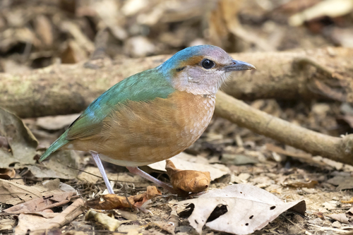 Blue-rumped Pitta