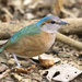 Blue-rumped Pitta - Photo (c) Chris Burney, all rights reserved, uploaded by Chris Burney