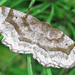 Refracted Metarranthis Moth - Photo (c) Larry Clarfeld, some rights reserved (CC BY-NC), uploaded by Larry Clarfeld