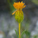 Pteronia tenuifolia - Photo (c) Chris Whitehouse, todos los derechos reservados, subido por Chris Whitehouse