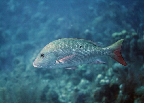 Mutton Snapper