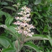 Miconia stenostachya - Photo 由 Samuel Monsalve Correa 所上傳的 (c) Samuel Monsalve Correa，保留所有權利