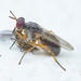 Anaphalantus longicornis - Photo (c) Philip Herbst, all rights reserved, uploaded by Philip Herbst