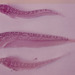 Dactyloscopus tridigitatus - Photo (c) F. Douglas Martin, όλα τα δικαιώματα διατηρούνται