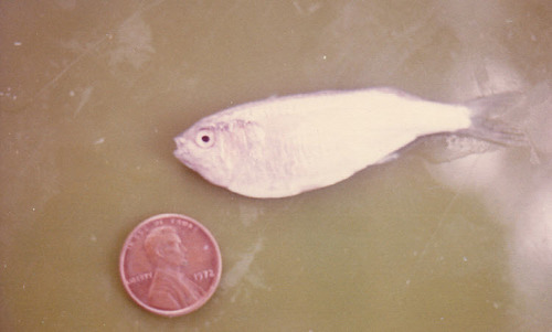 Melanorhinus microps