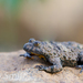 Fire-bellied Toads - Photo (c) Bart, all rights reserved, uploaded by Bart