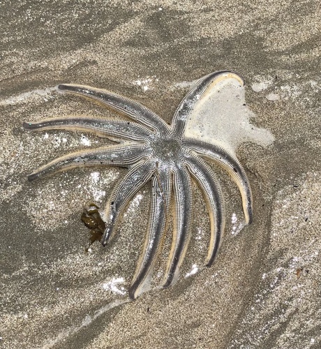 taxonomy_inaturalist image for Luidia senegalensis