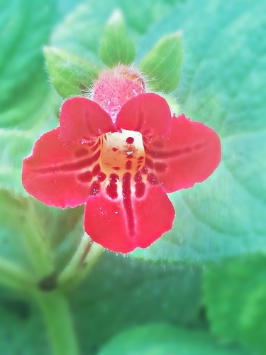 Kohleria longicalyx