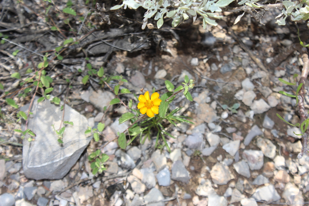 Dyssodia pinnata from Mazapil, Zac., México on September 19, 2021 at 03 ...