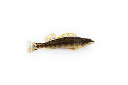 Bronze Darter