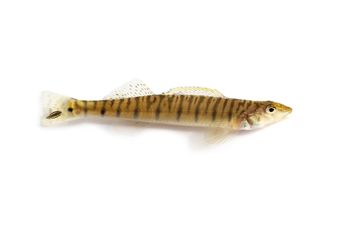 Mobile Logperch