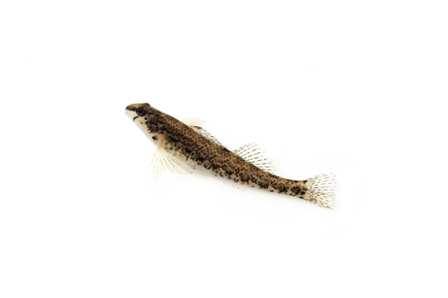 Coosa Darter