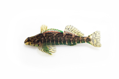 Banded Darter