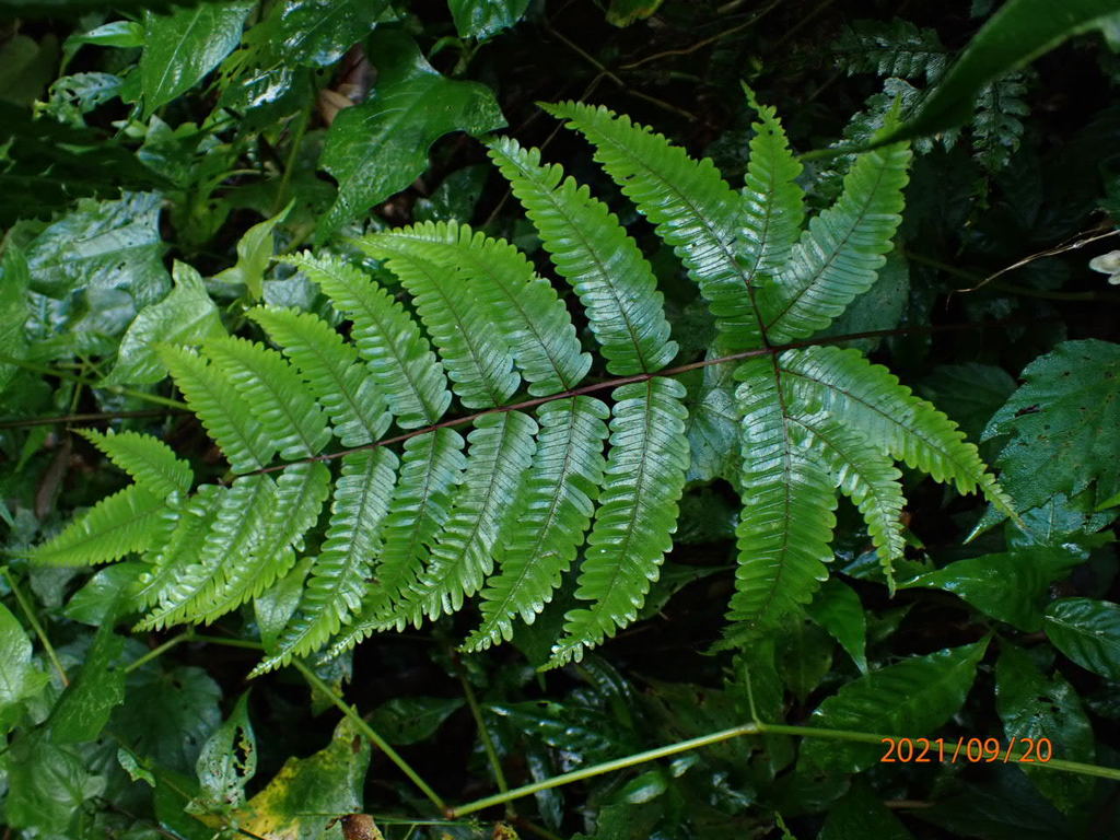 Pteris setulosocostulata (Pteris setulosocostulata)