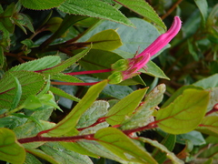 Centropogon gutierrezii image
