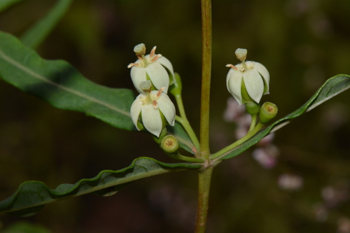 Fadogia stenophylla
