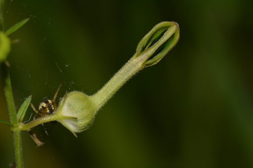 Ceropegia achtenii