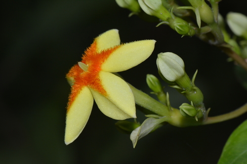 Forest Star