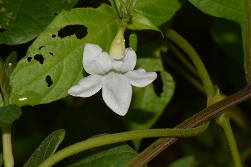 Asystasia albiflora