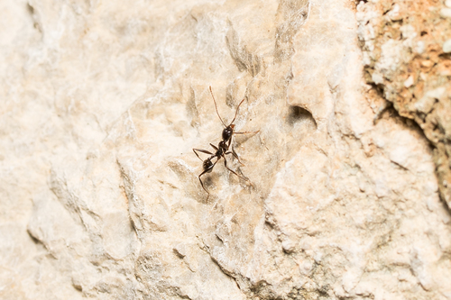 Aphaenogaster jolantaeAphaenogaster jolantae