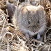 Meadow Voles - Photo (c) janeyd, all rights reserved, uploaded by janeyd