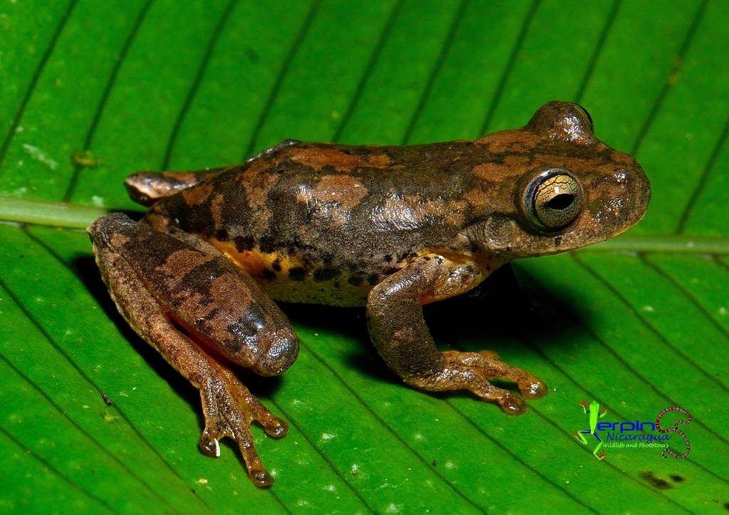 Copan Stream Frog (Ptychohyla hypomykter)