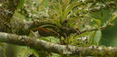 Cranioleuca erythrops image