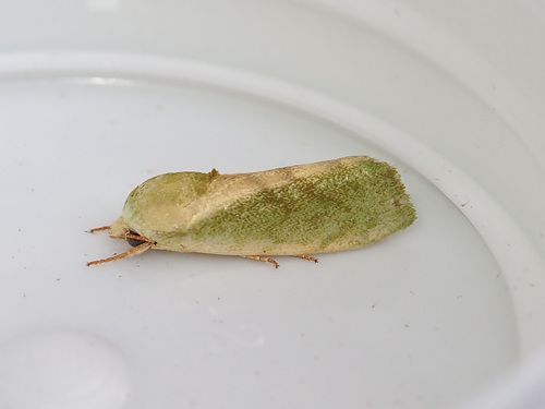 Egyptian Bollworm