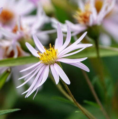 Oclemena nemoralis (Aiton) Greene