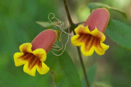 cross vine