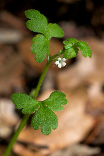 Nemophila aphylla (L.) Brummitt