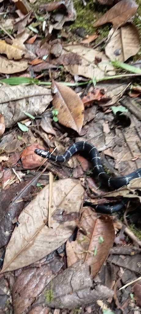 Black Halloween Snake from Ecuador Ganaderos Orenses on September 20 ...